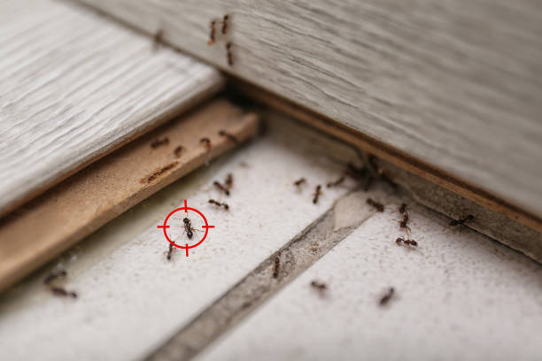  Clearwater, SC Pest Control Pros