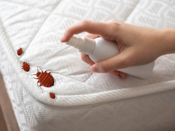 Best Affordable Pest Control Services  in Clearwater, SC