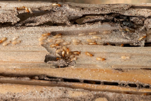 Best Ant Control Services  in Clearwater, SC