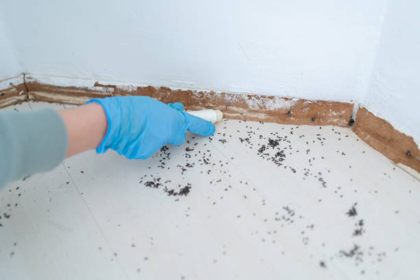 Best Residential Pest Control  in Clearwater, SC