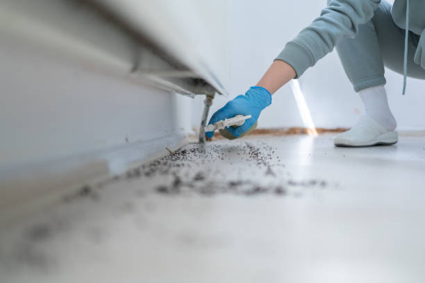 Professional Pest Control in Clearwater, SC